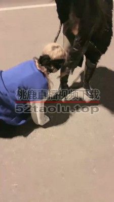 【洪兴十三妹】首次户外溜母狗【双视角版】 bf20234