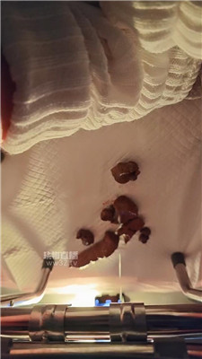 【喵喵】黄金专场    260415-8