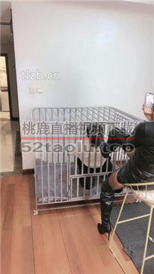 【如梦】反绑圈养狗笼虐废 JS231213-15