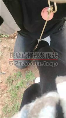 【墨殇】户外调-反绑口球塞嘴-小白鞋踩 JS240325-9