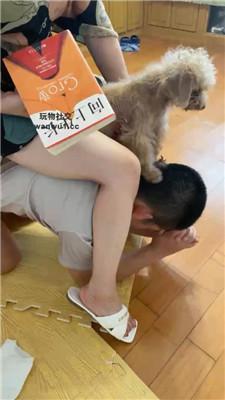 【魔鬼天使】高跟凉鞋驯化厕奴【续集】 bf44253