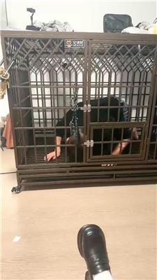 【喵酱紫】磕头求主人白袜皮鞋虐 JS241011-20