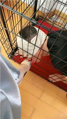 【魔鬼天使】关狗笼/丝巾全包窒息 JS241128-46